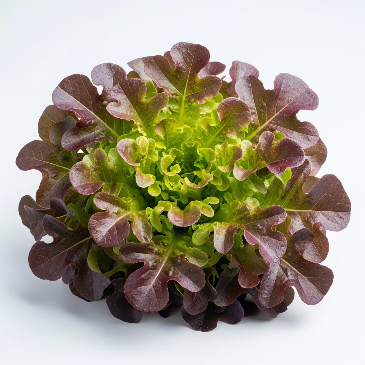 Oakleaf Lettuce Approx (UAE)🇦🇪